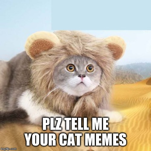 Cat meme suggestions? Plz help | PLZ TELL ME YOUR CAT MEMES | image tagged in lion kitty,cat,memes,help needed,cat memes,funny | made w/ Imgflip meme maker