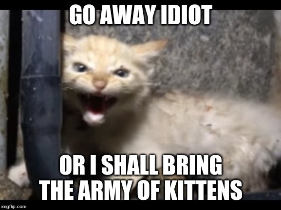Leader of an army, of kittens??? | GO AWAY IDIOT; OR I SHALL BRING THE ARMY OF KITTENS | image tagged in kitten army,go away,leader | made w/ Imgflip meme maker