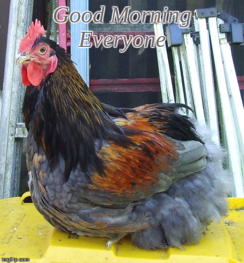 Good Morning Everyone | Good Morning
Everyone | image tagged in memes,good morning,good morning chickens,chickens,roosters | made w/ Imgflip meme maker