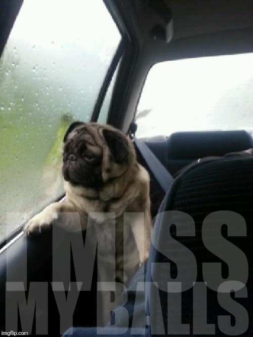 Introspective Pug | I MISS; MY BALLS | image tagged in introspective pug | made w/ Imgflip meme maker
