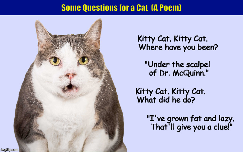 Some Questions for a Cat (A Poem) | image tagged in cat,kitty cat,neutered,castration,funny,memes | made w/ Imgflip meme maker