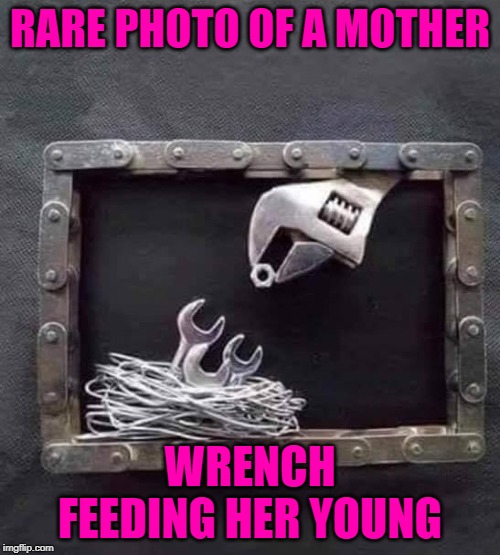 Don't let them near your nuts!!! | RARE PHOTO OF A MOTHER; WRENCH FEEDING HER YOUNG | image tagged in mother wrench,memes,tool art,funny,cute,eat nuts | made w/ Imgflip meme maker