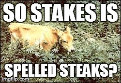 SO STAKES IS SPELLED STEAKS? | image tagged in feedonweed | made w/ Imgflip meme maker