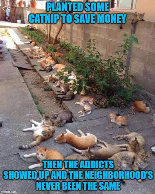 There goes the neighborhood! | PLANTED SOME CATNIP TO SAVE MONEY; THEN THE ADDICTS SHOWED UP AND THE NEIGHBORHOOD'S NEVER BEEN THE SAME | image tagged in catnip,memes,cats,funny,addicts,catastrophe | made w/ Imgflip meme maker
