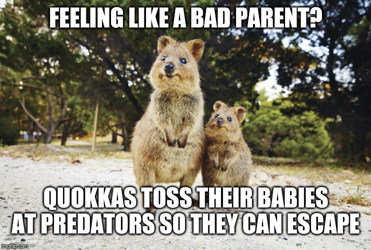 Now that is bad parenting! | FEELING LIKE A BAD PARENT? QUOKKAS TOSS THEIR BABIES AT PREDATORS SO THEY CAN ESCAPE | image tagged in funny memes,bad parenting,animals | made w/ Imgflip meme maker