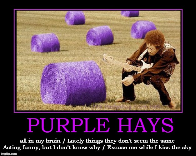 Are You Experienced? | PURPLE HAYS; all in my brain / Lately things they don't seem the same
Acting funny, but I don't know why / Excuse me while I kiss the sky | image tagged in vince vance,jimi hendrix,lsd,bales of hay,acid trip,purple haze | made w/ Imgflip meme maker