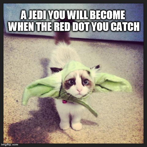Yoda Cat