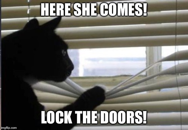 cat looking through window | HERE SHE COMES! LOCK THE DOORS! | image tagged in cat looking through window | made w/ Imgflip meme maker