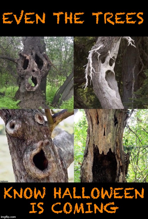 Creepy Tree Meme Will Haunt You 😱