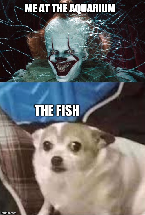 That fish looks cool | ME AT THE AQUARIUM; THE FISH | image tagged in memes,pennywise,funny,relatable | made w/ Imgflip meme maker