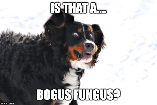 Crazy Dawg | IS THAT A.... BOGUS FUNGUS? | image tagged in memes,crazy dawg | made w/ Imgflip meme maker
