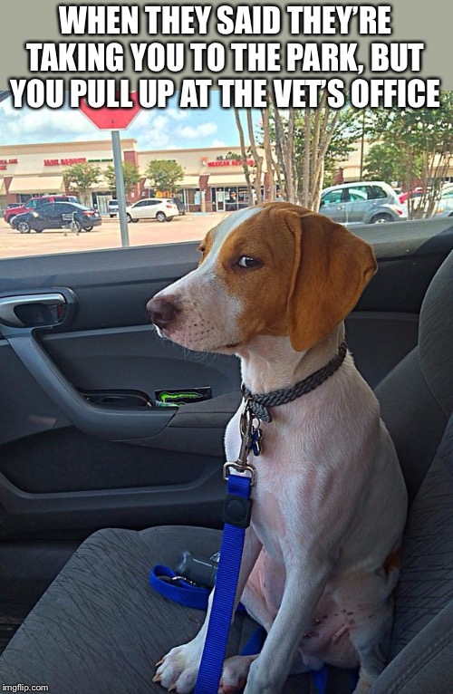 You have lost my trust, human. | WHEN THEY SAID THEY’RE TAKING YOU TO THE PARK, BUT YOU PULL UP AT THE VET’S OFFICE | image tagged in suspicious dog,memes,funny,trickery,trust issues,dogs | made w/ Imgflip meme maker