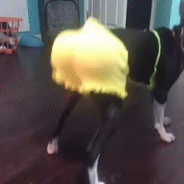 Twerking Dog