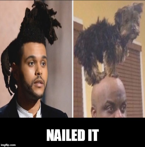 dog doo | NAILED IT | image tagged in dogs,hair,bad hair day | made w/ Imgflip meme maker