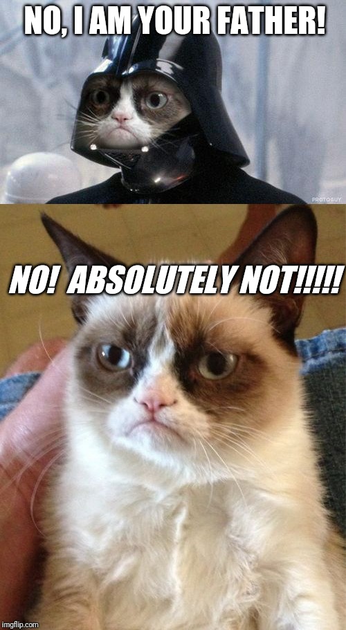 If Grumpy Cat Was In Star Wars | NO, I AM YOUR FATHER! NO! ABSOLUTELY NOT!!!!! | image tagged in memes,grumpy cat,grumpy cat star wars | made w/ Imgflip meme maker