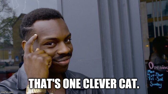 Roll Safe Think About It Meme | THAT'S ONE CLEVER CAT. | image tagged in memes,roll safe think about it | made w/ Imgflip meme maker