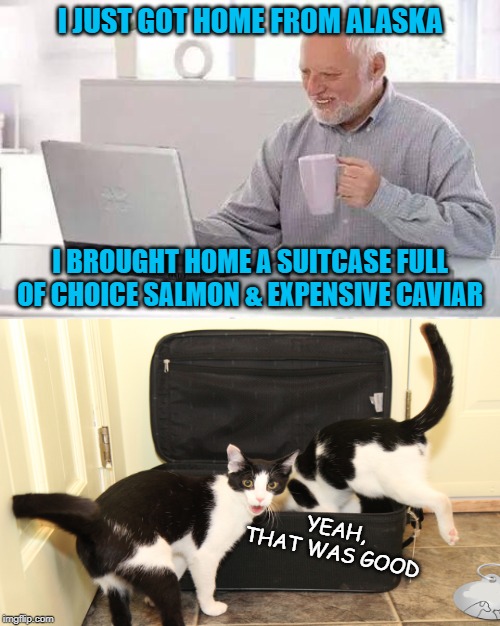 Back From Vacation | I JUST GOT HOME FROM ALASKA; I BROUGHT HOME A SUITCASE FULL OF CHOICE SALMON & EXPENSIVE CAVIAR; YEAH, THAT WAS GOOD | image tagged in memes,hide the pain harold,alaska,fish,cats | made w/ Imgflip meme maker