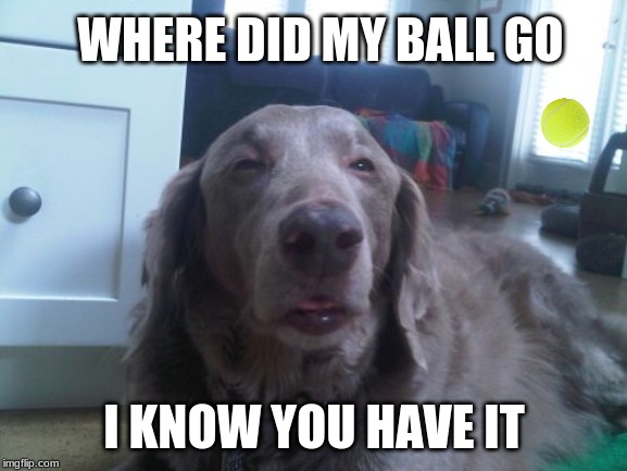 High Dog | WHERE DID MY BALL GO; I KNOW YOU HAVE IT | image tagged in memes,high dog | made w/ Imgflip meme maker