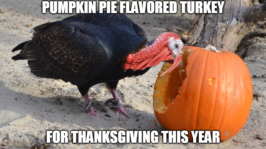 HE'S GONNA TASTE REAL NICE | PUMPKIN PIE FLAVORED TURKEY; FOR THANKSGIVING THIS YEAR | image tagged in turkey,pumpkin,thanksgiving | made w/ Imgflip meme maker