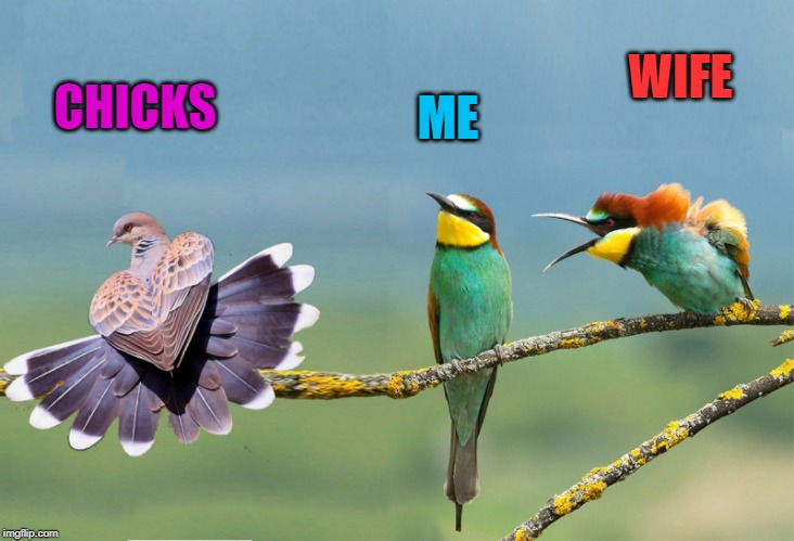 married life | CHICKS; WIFE; ME | image tagged in hot chicks,me,wife | made w/ Imgflip meme maker