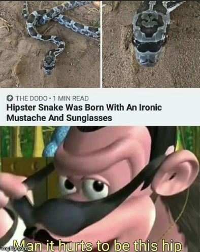 Man, dat snek doe | image tagged in man it hurts to be this hip,hipster,snek,mustache,sunglasses | made w/ Imgflip meme maker
