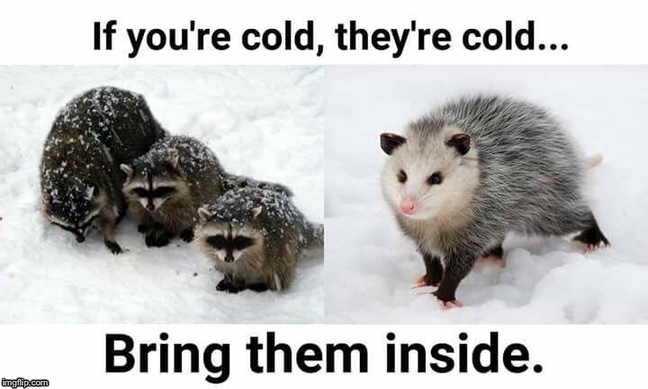 image tagged in cold,raccoon | made w/ Imgflip meme maker