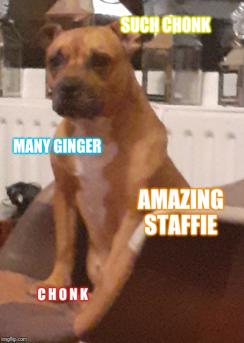 Chonker | SUCH CHONK; MANY GINGER; AMAZING STAFFIE; C H O N K | image tagged in dog,chonk,ginger | made w/ Imgflip meme maker