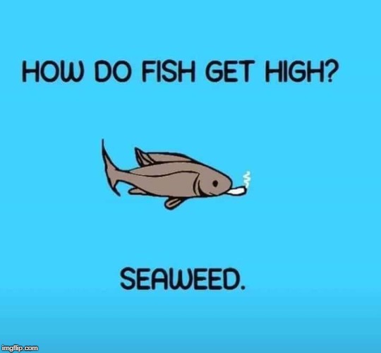Makes Me Wanna Smoke A Salmon | image tagged in fish,high,seaweed | made w/ Imgflip meme maker