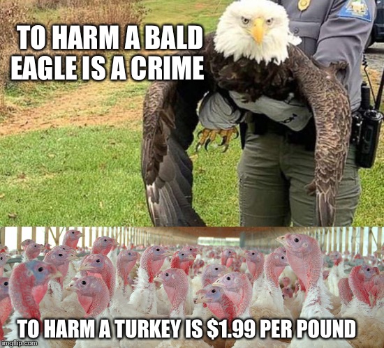 Happy thanksgiving! | TO HARM A BALD EAGLE IS A CRIME; TO HARM A TURKEY IS $1.99 PER POUND | image tagged in bald eagle,turkey,thanksgiving,vegan,vegans do everthing better even fart | made w/ Imgflip meme maker