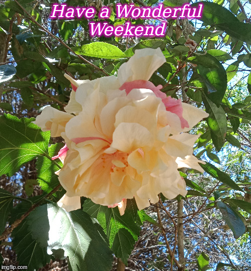 Have a Wonderful Weekend | Have a Wonderful
Weekend | image tagged in flowers,good morning,weekend,good morning flowers,memes | made w/ Imgflip meme maker
