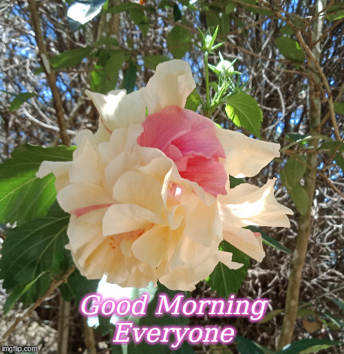 Good Morning Everyone | Good Morning
Everyone | image tagged in memes,good morning,good morning flowers,flowers | made w/ Imgflip meme maker