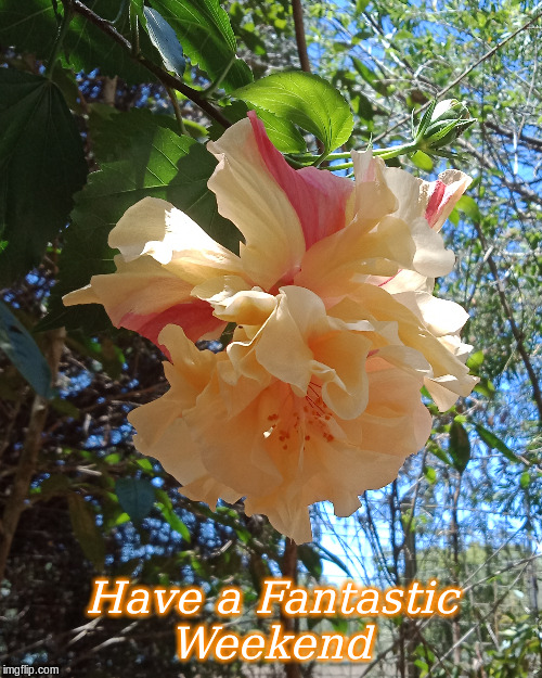 Have a Fantastic Weekend | Have a Fantastic
Weekend | image tagged in memes,flowers,good morning,good morning flowers | made w/ Imgflip meme maker
