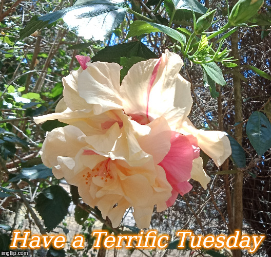 Have a Terrific Tuesday | Have a Terrific Tuesday | image tagged in memes,tuesday,good morning,flowers,good morning flowers | made w/ Imgflip meme maker
