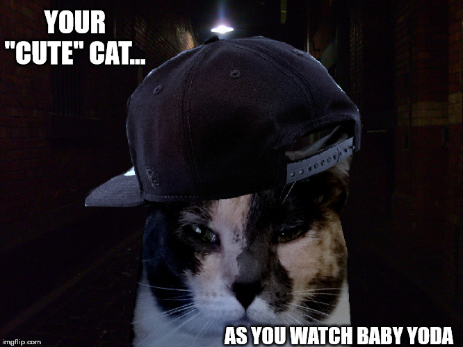 Cat Star Wars | YOUR "CUTE" CAT... AS YOU WATCH BABY YODA | image tagged in baby yoda,cats,jealous | made w/ Imgflip meme maker