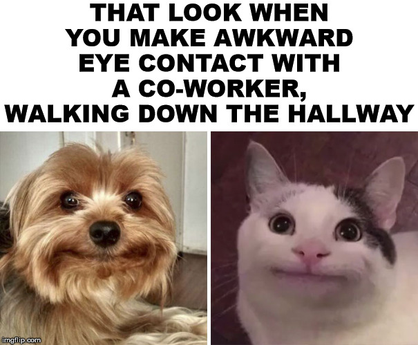 Awkward office moments | THAT LOOK WHEN YOU MAKE AWKWARD EYE CONTACT WITH A CO-WORKER, WALKING DOWN THE HALLWAY | image tagged in awkward moment,socially awkward,eye contact,the office | made w/ Imgflip meme maker