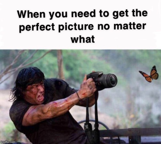 Gotta get that perfect photo | image tagged in perfect,rambo,memes,photography,butterfly,sylvester stallone | made w/ Imgflip meme maker
