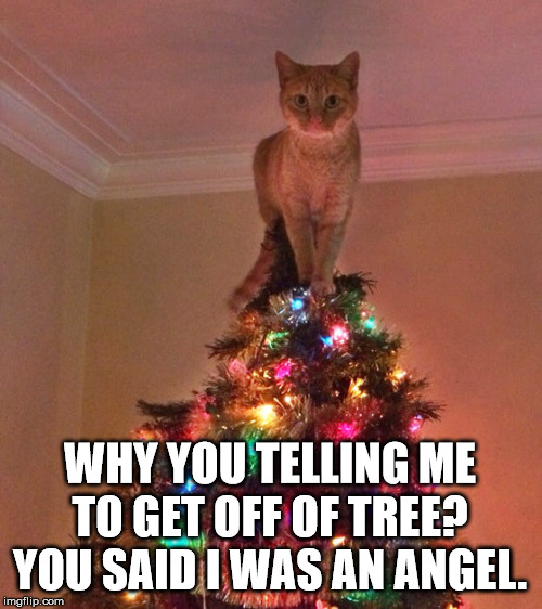 She sure is a star. | WHY YOU TELLING ME TO GET OFF OF TREE? YOU SAID I WAS AN ANGEL. | image tagged in cats | made w/ Imgflip meme maker