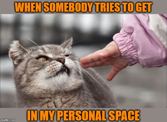 Learn some boundaries | WHEN SOMEBODY TRIES TO GET; IN MY PERSONAL SPACE | image tagged in funny memes,meme,cat,space,stay back,don't touch me | made w/ Imgflip meme maker