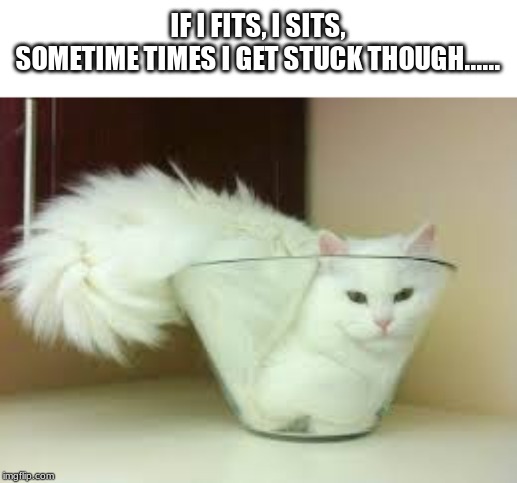 If I fits I sits (Cat) | IF I FITS, I SITS,


SOMETIME TIMES I GET STUCK THOUGH...... | image tagged in if i fits i sits cat | made w/ Imgflip meme maker