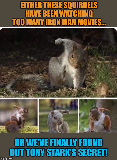 Nuts Landing | EITHER THESE SQUIRRELS HAVE BEEN WATCHING TOO MANY IRON MAN MOVIES... OR WE’VE FINALLY FOUND OUT TONY STARK’S SECRET! | image tagged in funny,squirrels,iron man,tony stark,funny animals,funny memes | made w/ Imgflip meme maker