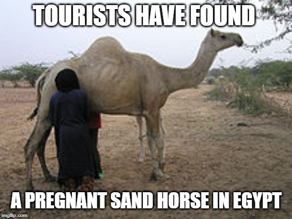 Pregnant Camel | TOURISTS HAVE FOUND; A PREGNANT SAND HORSE IN EGYPT | image tagged in camel,egypt | made w/ Imgflip meme maker