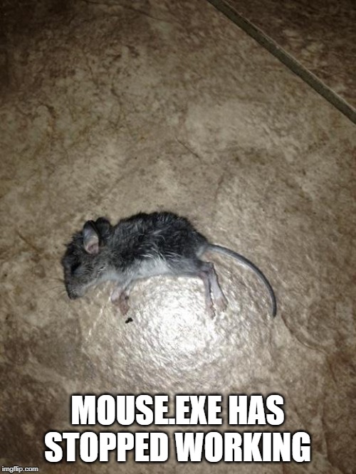 Dead Mouse | MOUSE.EXE HAS STOPPED WORKING | image tagged in dead mouse | made w/ Imgflip meme maker
