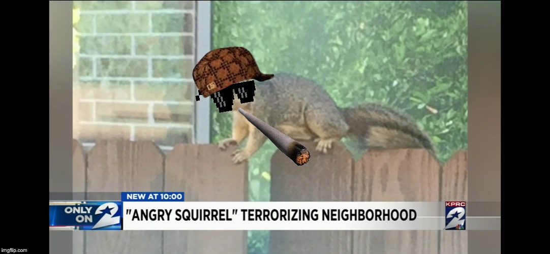 Angry Squirrel | image tagged in thug life | made w/ Imgflip meme maker