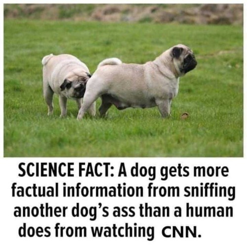 Your Science Fact For the Day | image tagged in cnn fake news,clinton news network,animal habits,pets,dogs pets funny,funny | made w/ Imgflip meme maker