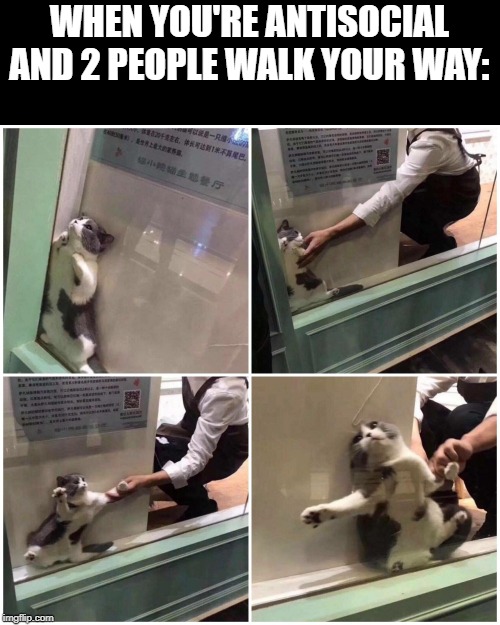 Antisocial People Problems | WHEN YOU'RE ANTISOCIAL AND 2 PEOPLE WALK YOUR WAY: | image tagged in cat behind glass,peoplekind,antisocial,cats,how about no | made w/ Imgflip meme maker