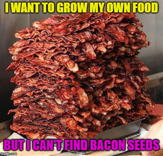 If only... | I WANT TO GROW MY OWN FOOD; BUT I CAN'T FIND BACON SEEDS | image tagged in bacon,funny,food,farming,organic,pigs | made w/ Imgflip meme maker