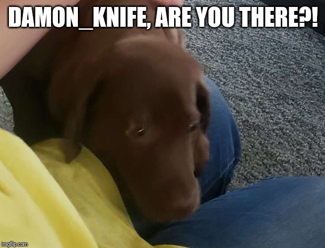 Happy Dog | DAMON_KNIFE, ARE YOU THERE?! | image tagged in happy dog | made w/ Imgflip meme maker