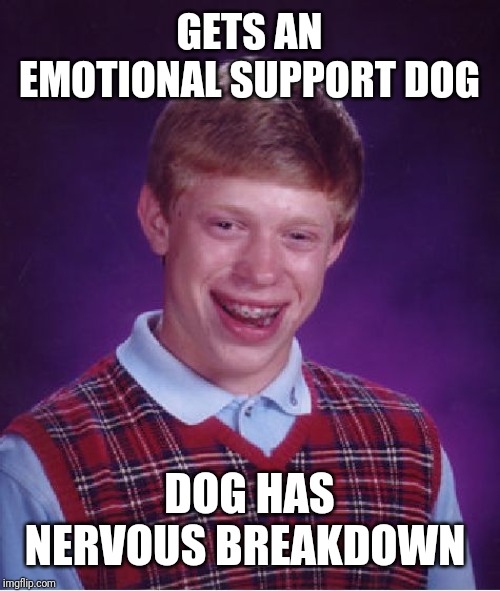 Bad Luck Brian | GETS AN EMOTIONAL SUPPORT DOG; DOG HAS NERVOUS BREAKDOWN | image tagged in memes,bad luck brian | made w/ Imgflip meme maker