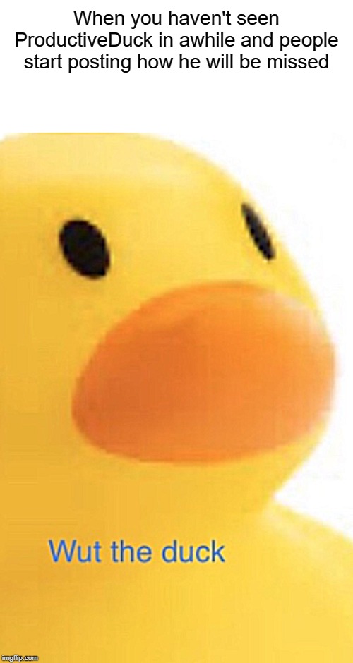 Wut the duck | When you haven't seen ProductiveDuck in awhile and people start posting how he will be missed | image tagged in wut the duck | made w/ Imgflip meme maker