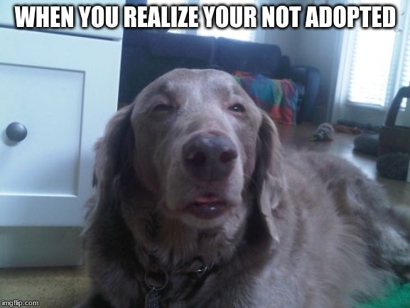 High Dog Meme | WHEN YOU REALIZE YOUR NOT ADOPTED | image tagged in memes,high dog | made w/ Imgflip meme maker